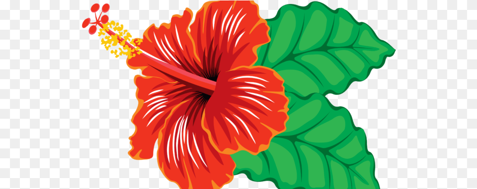 Free Hibiscus Clipart Images Amp Pictures Download2018 Clip Art Hibiscus, Flower, Plant, Person, Anther Png Image