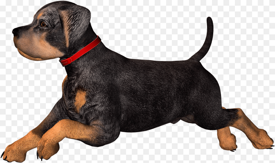 Free High Resolution Graphics And Clip Art Dog Clip Art, Animal, Canine, Hound, Mammal Png Image