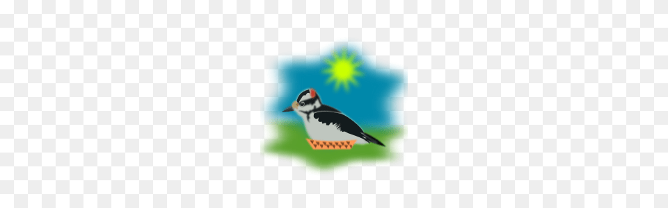 Free I Clipart, Animal, Beak, Bird, Woodpecker Png