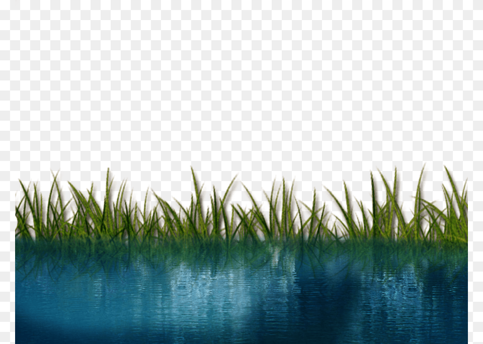 Free Icons Clipart Riverside Reed, Grass, Plant, Vegetation, Green Png