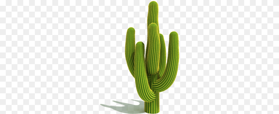 Icons Kaktus, Cactus, Plant Free Transparent Png