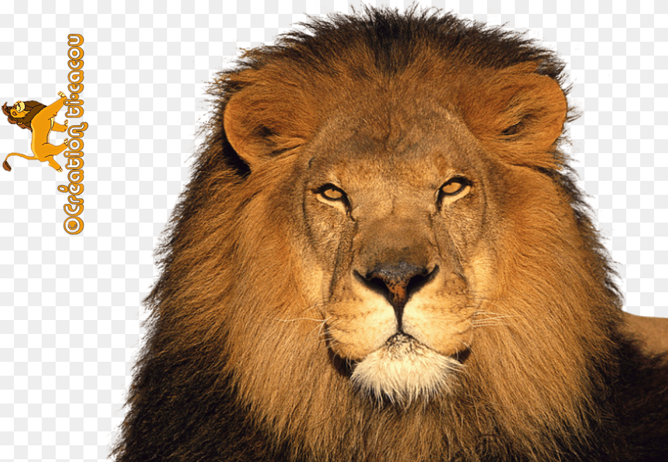 Icons Lion, Animal, Mammal, Wildlife Free Png Download
