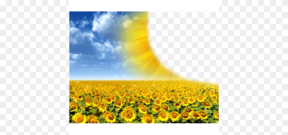 Icons Moldura Para Fotos Girassol, Flower, Plant, Summer, Sunflower Free Transparent Png