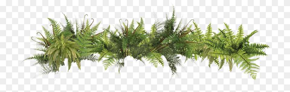 Icons Plants In The Rainforest, Fern, Plant, Moss, Leaf Free Png Download
