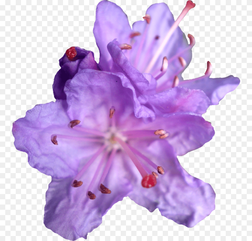 Free Icons Rhododendron Flower, Geranium, Plant, Pollen, Anther Png Image
