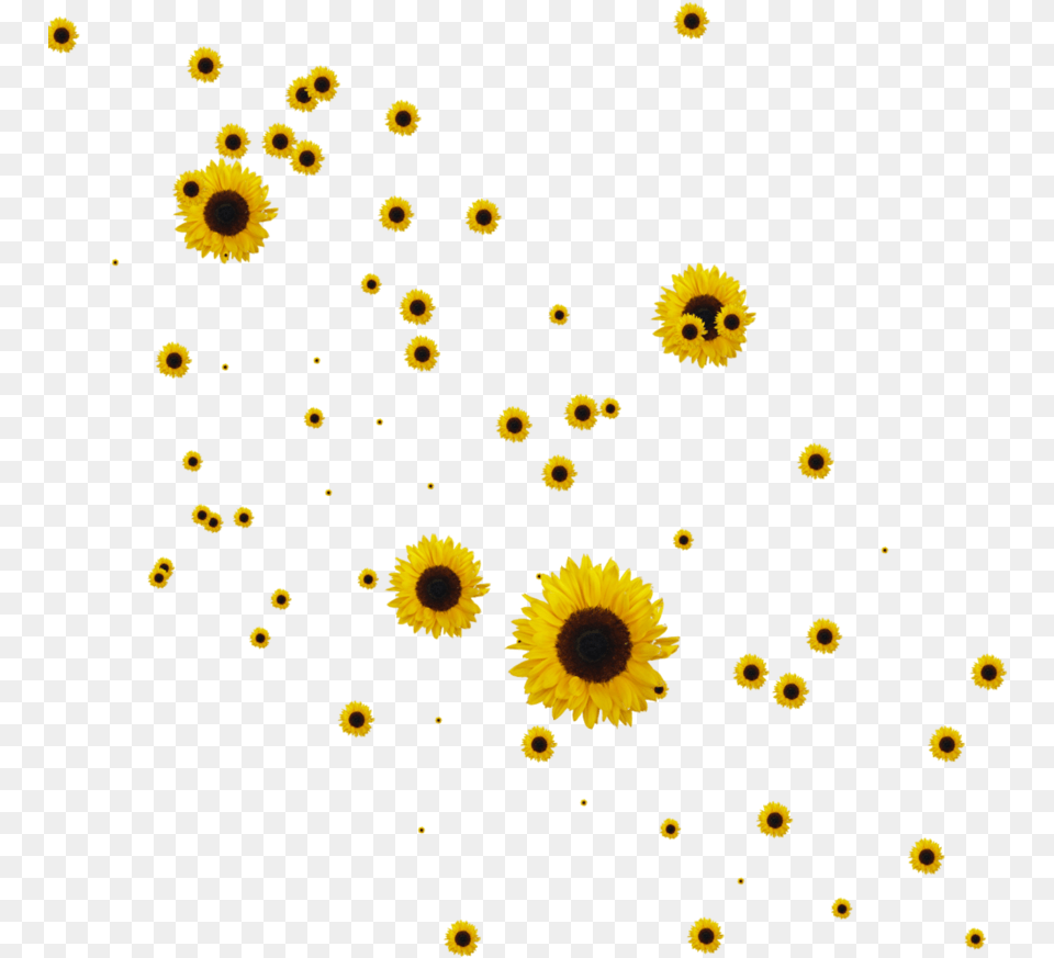 Free Icons Sunflowers, Flower, Plant, Sunflower, Daisy Png Image