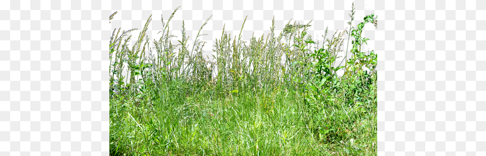 Icons Tall Grass Grass, Plant, Vegetation, Agropyron, Field Free Png