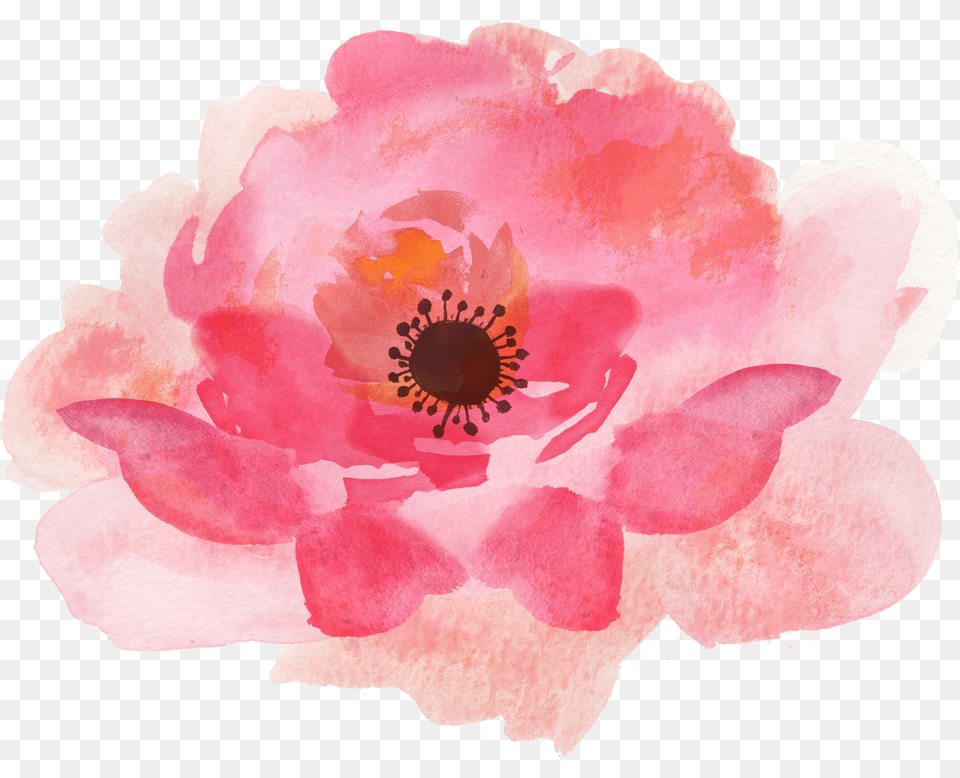 Icons Watercolor Floral Elements, Anemone, Anther, Flower, Petal Free Png