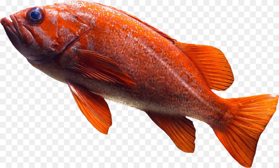 Free Image Fish Goldfish Orange Transparent, Animal, Sea Life Png