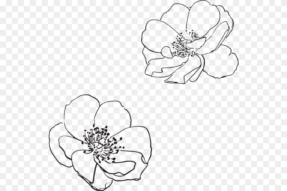 Free On Pixabay Flower Line Drawing, Plant, Anemone, Pattern, Art Png Image