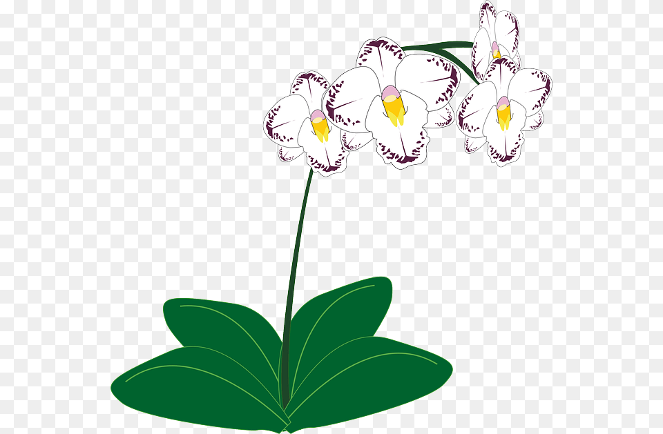 Image On Pixabay Orchid Plant Clip Art, Flower Free Png