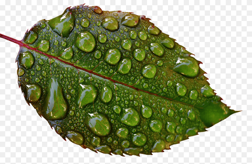 Free Image Rosenblatt Drip Raindrop Wet Macro Photography, Leaf, Plant, Droplet, Animal Png