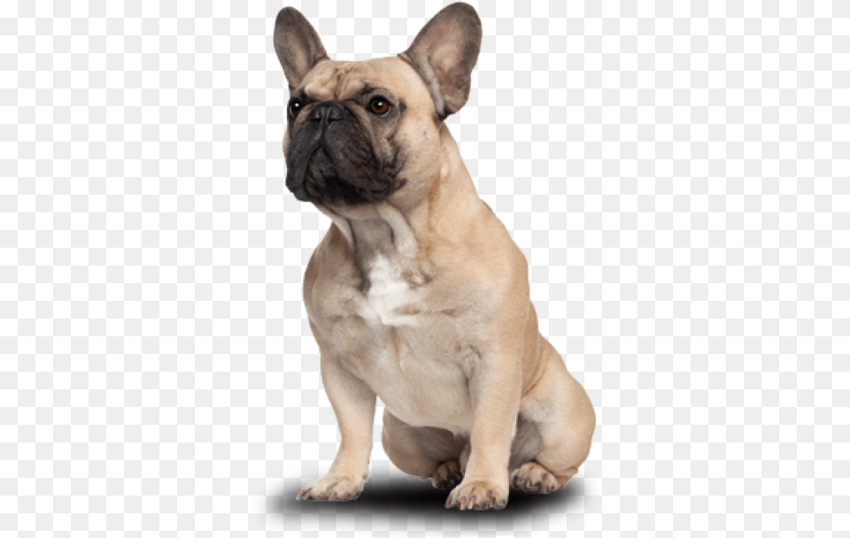 Images Dlpngcom French Bull Dogs Birthday Cards, Animal, Bulldog, Canine, Dog Free Png