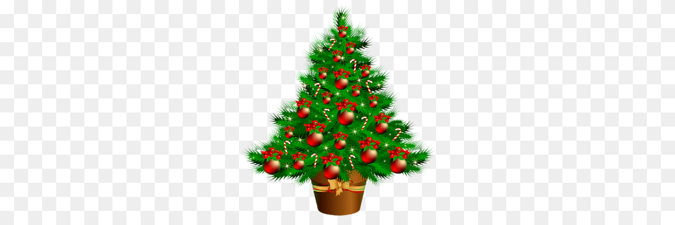 Images Download Download Christmas Trees, Plant, Tree, Christmas Decorations, Festival Free Transparent Png
