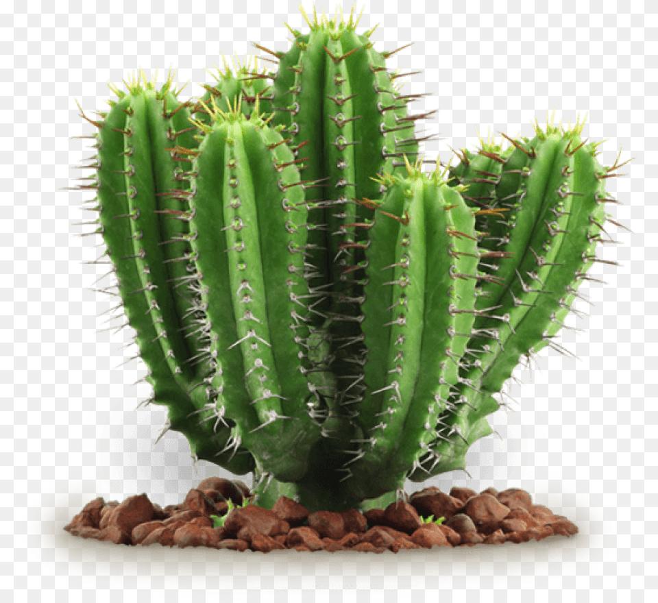 Free Images Toppng Transparent Cactus, Plant Png