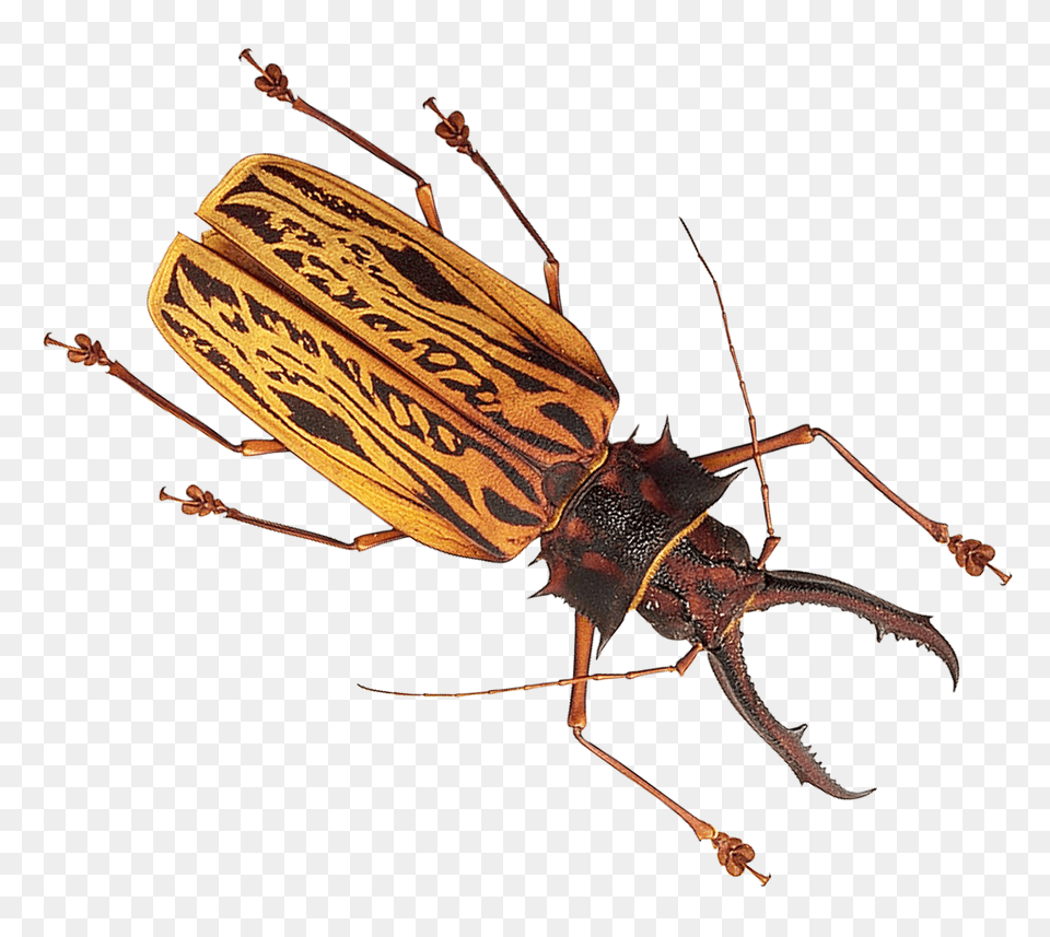 Free Insect Transparent Bug That Looks Like Cockroach, Animal, Invertebrate Png Image