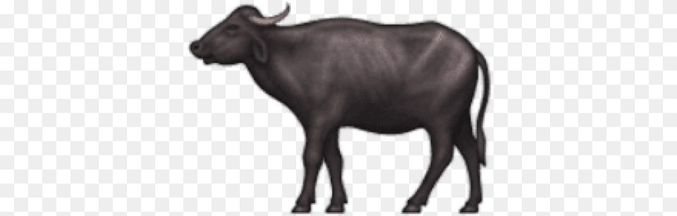 Free Ios Emoji Water Buffalo Bull And Eyes Emoji, Animal, Cattle, Livestock, Mammal Png Image