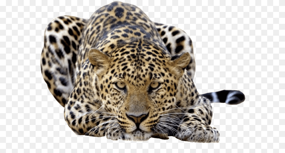 Jaguar Photo Transparent Amur Leopard No Background, Animal, Mammal, Panther, Wildlife Free Png Download