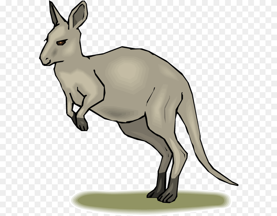 Free Kangaroo Transparent Download Clip Art Animated Pic Of Kangaroo, Animal, Mammal Png