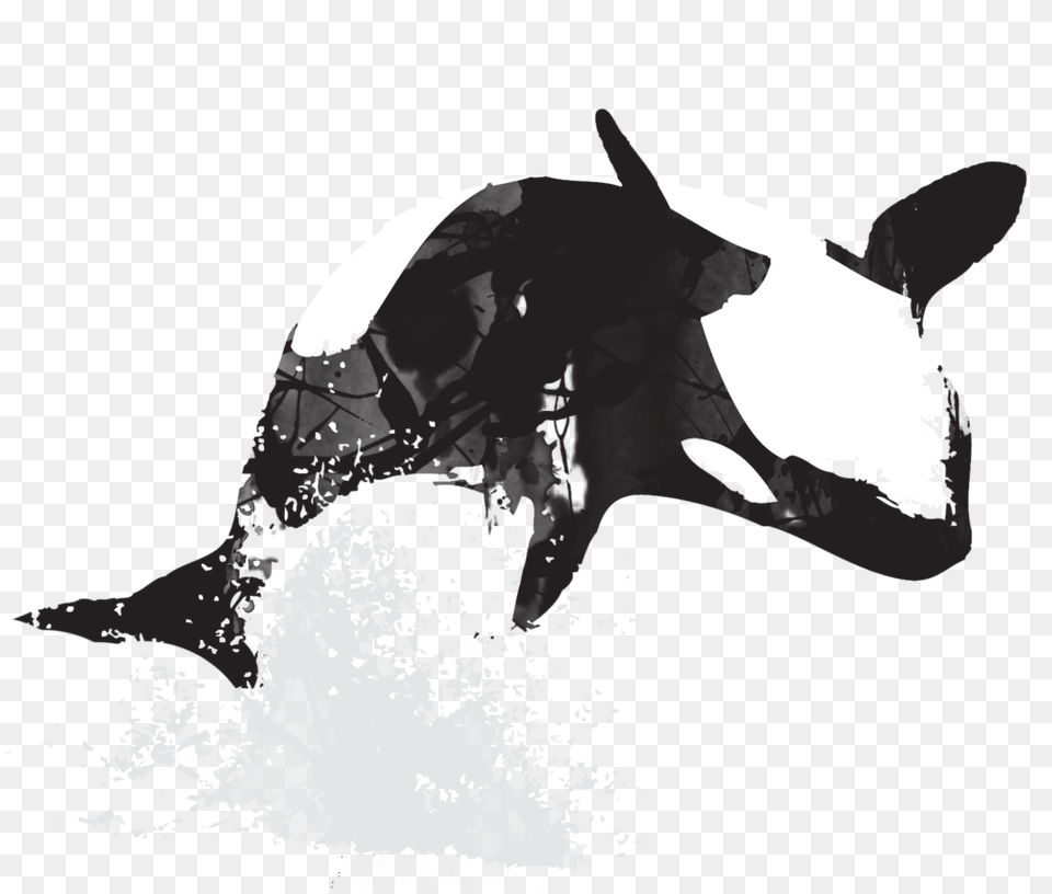 Killer Whale, Animal, Mammal, Orca, Sea Life Free Transparent Png