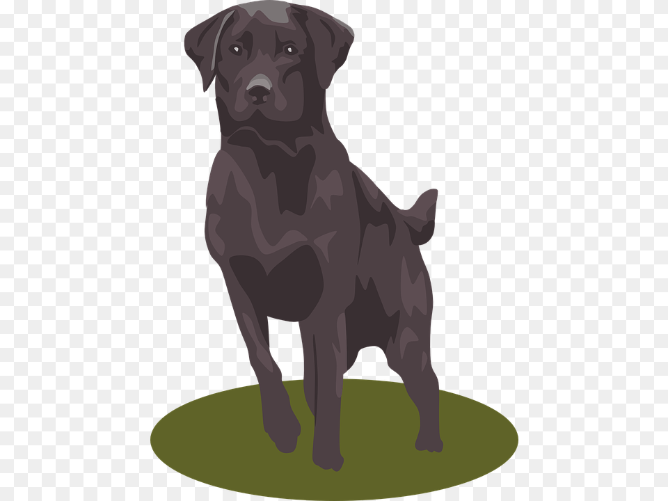 Free Labrador Retriever Transparent Labrador Retriever, Animal, Canine, Dog, Labrador Retriever Png Image