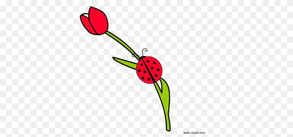 Free Ladybug Or Ladybird Clip Ar, Flower, Plant, Petal, Art Png