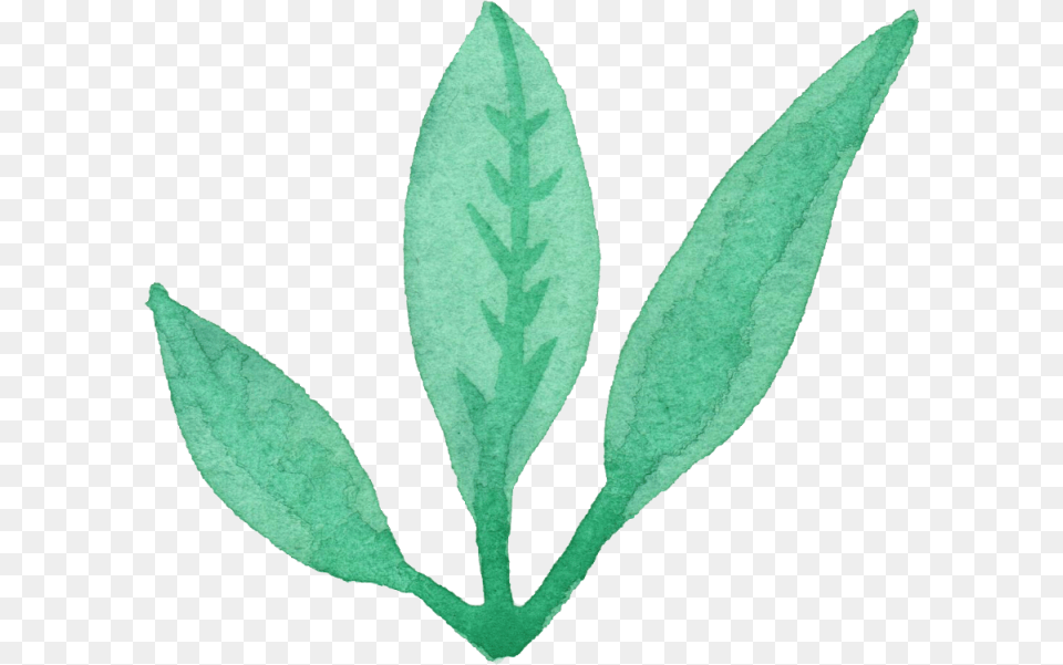 Leaves Watercolor, Herbal, Plant, Leaf, Herbs Free Png