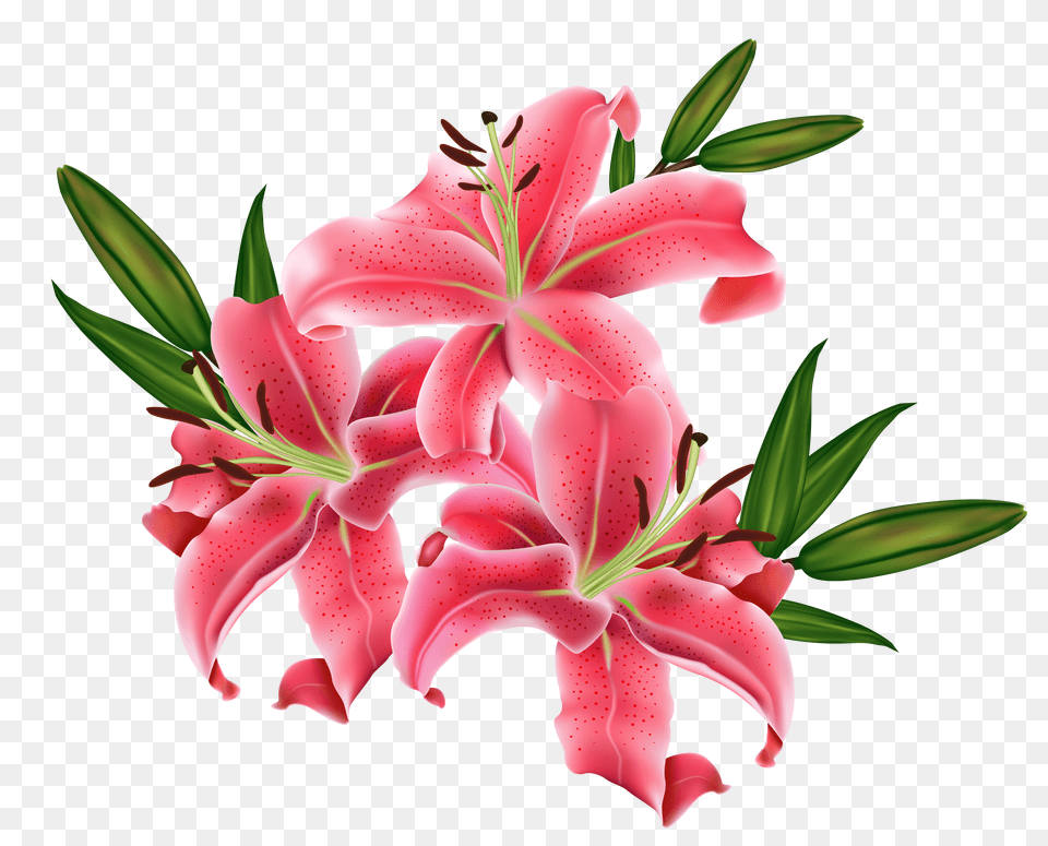 Free Lily Clip Art Pictures, Flower, Plant, Petal Png Image