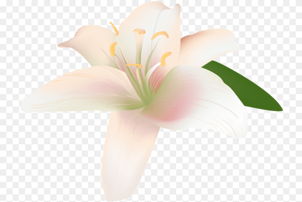 Free Lily Flower Transparent Images Lily, Anther, Plant, Animal, Bird Png