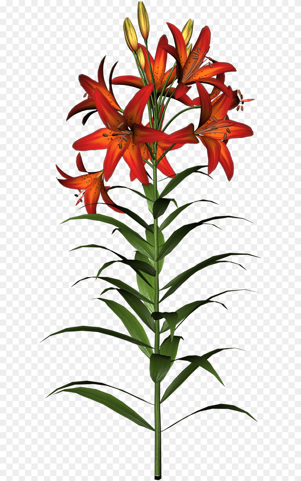 Lily Download Clip Art Flower Clip Art, Plant Free Transparent Png