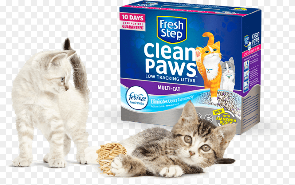 Litter Cats Fresh Step Clean Paws Cat Litter, Animal, Kitten, Mammal, Manx Free Transparent Png