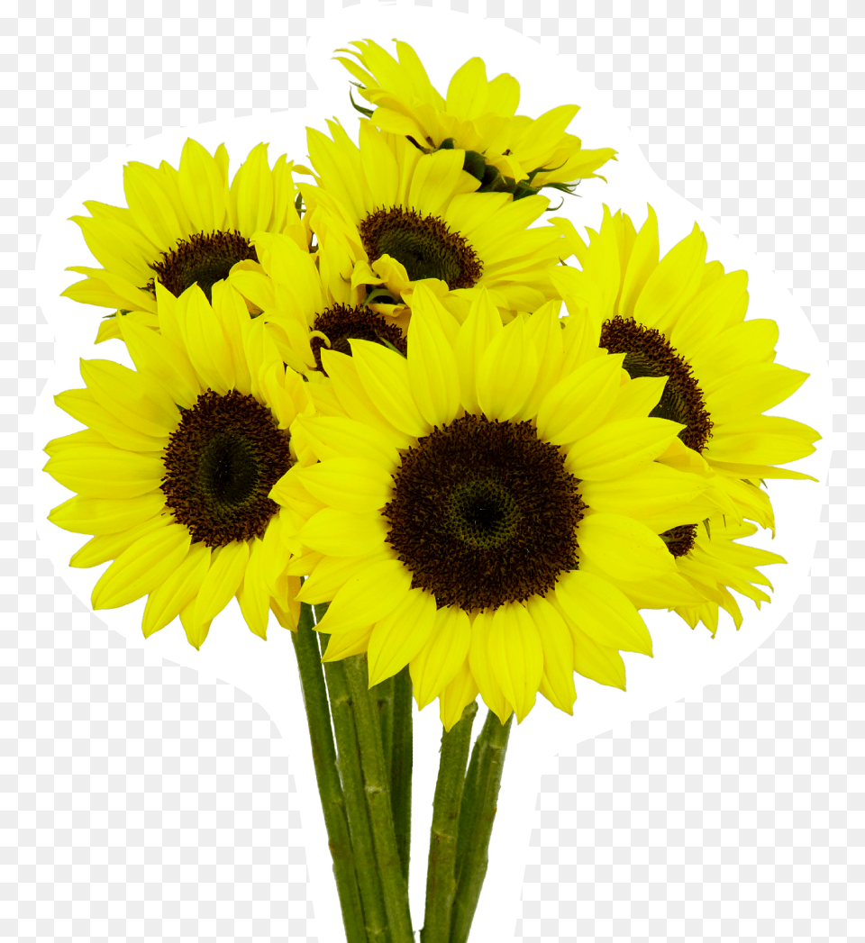 Measure And Quote, Flower, Plant, Sunflower, Daisy Free Png