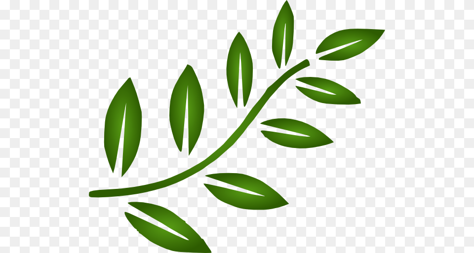 Mint Leaves Clipart Image Information, Leaf, Green, Herbal, Herbs Free Png