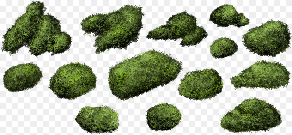 Moss Bryophyte, Plant, Broccoli, Vegetable, Tree Free Transparent Png