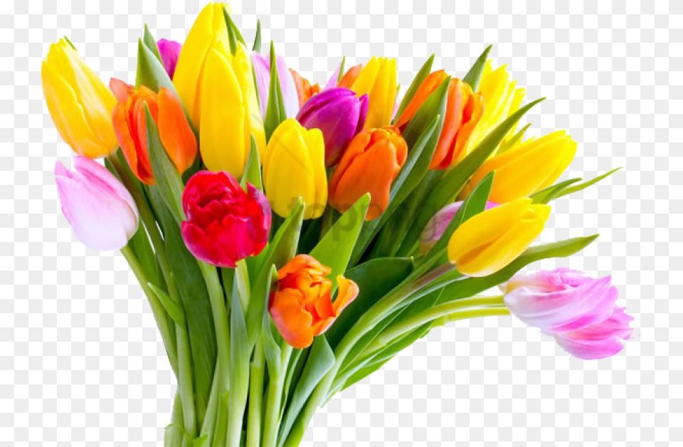 Mothers Day Tulip Flower Bouquet Tulip Flower Hd, Flower Arrangement, Flower Bouquet, Plant Free Png