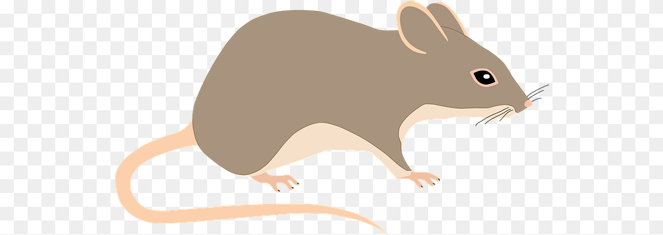 Free Mouse U0026 Rat Illustrations Pixabay Animal Rats Tail, Mammal, Rodent Png Image