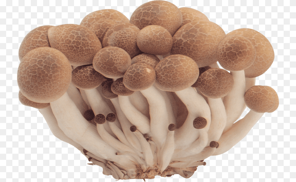 Free Mushroom Images Transparent Mushroom Images, Fungus, Plant, Agaric, Amanita Png