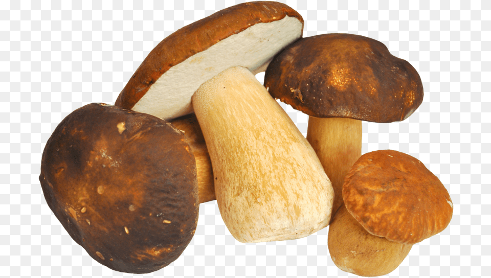 Mushroom Images Mushroompng, Fungus, Plant, Bread, Food Free Transparent Png