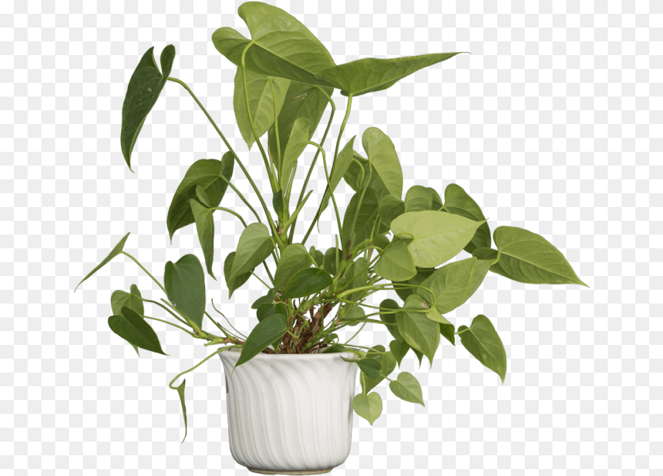 Free Nature Plants Images Transparent Portable Network Graphics, Leaf, Plant, Potted Plant, Flower Png Image