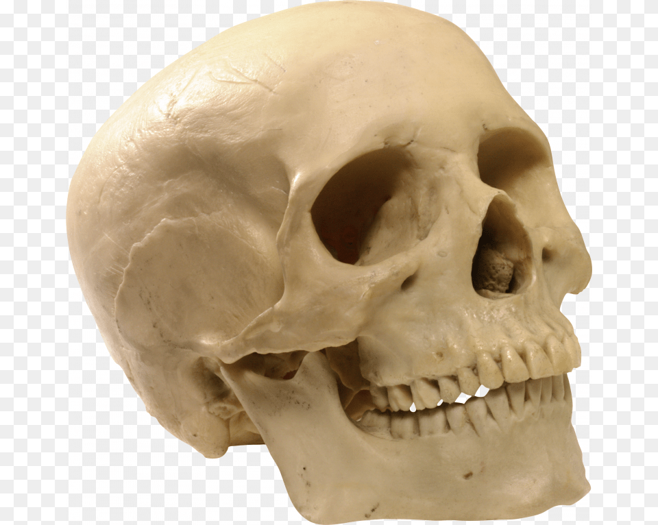 Of Skeleton Human Skull Transparent Background, Head, Person, Face Free Png