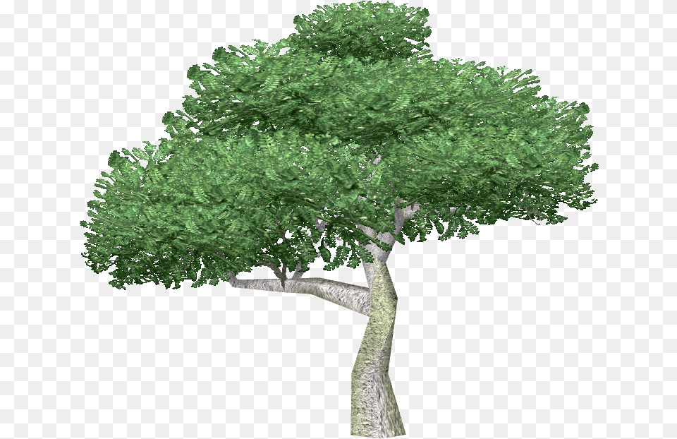 Free Of Tree Download Large Tree, Oak, Plant, Sycamore, Tree Trunk Png