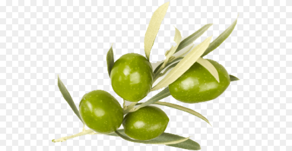 Olive Images Transparent Olive, Citrus Fruit, Food, Fruit, Leaf Free Png