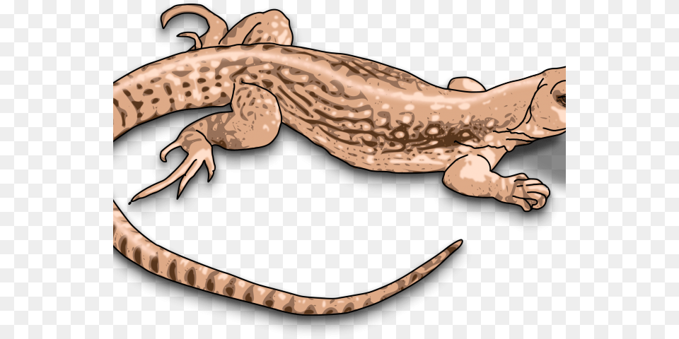 Free On Dumielauxepices Net Small Lizard Clip Arts, Animal, Gecko, Reptile, Fish Png