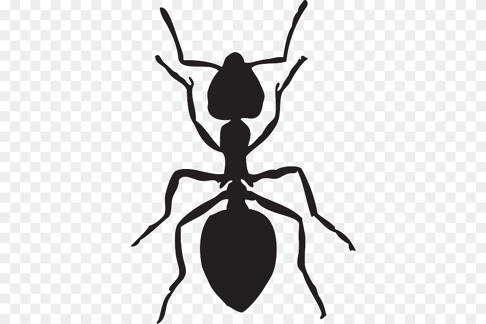 On Pixabay Ant Animal Insects Ant Clipart Black And White, Insect, Invertebrate, Bow, Weapon Free Png