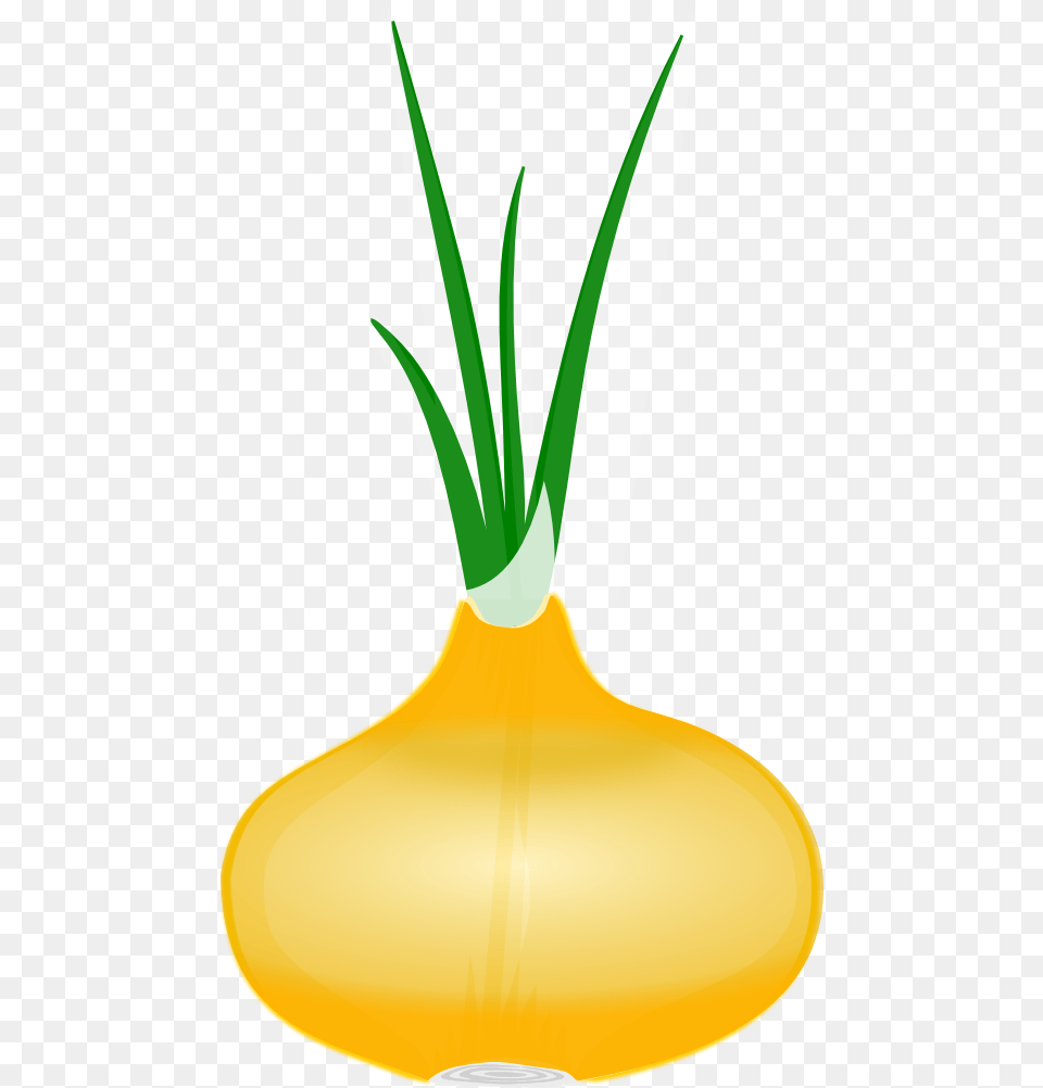 Free Onion Clip Art, Food, Produce, Person Png