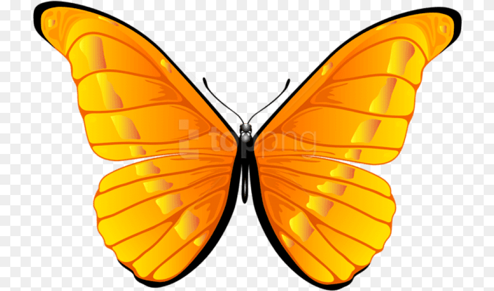 Free Orange Butterfly Clipart Photo Butterfly Clip Art, Animal, Insect, Invertebrate, Appliance Png