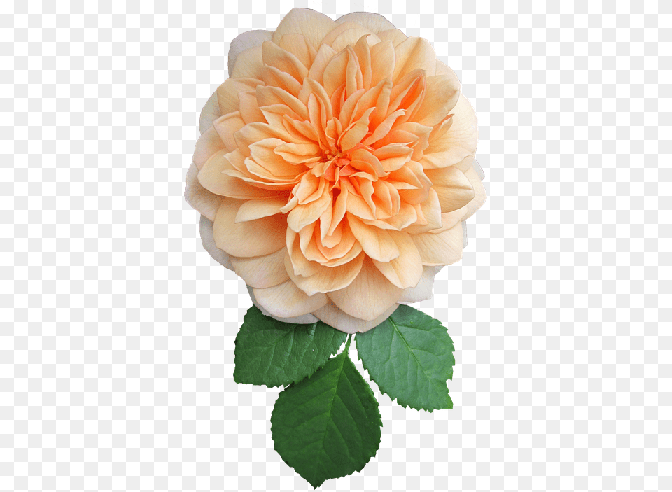 Free Orange Rose U0026 Pixabay Flower, Dahlia, Plant Png