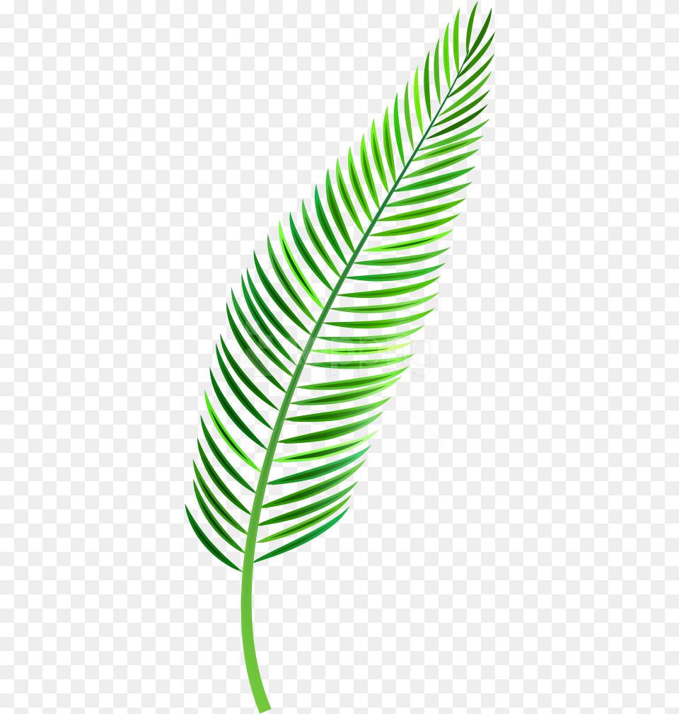 Palm Leaf Images Transparent Palm Leaf Clipart, Plant, Fern, Animal, Bird Free Png