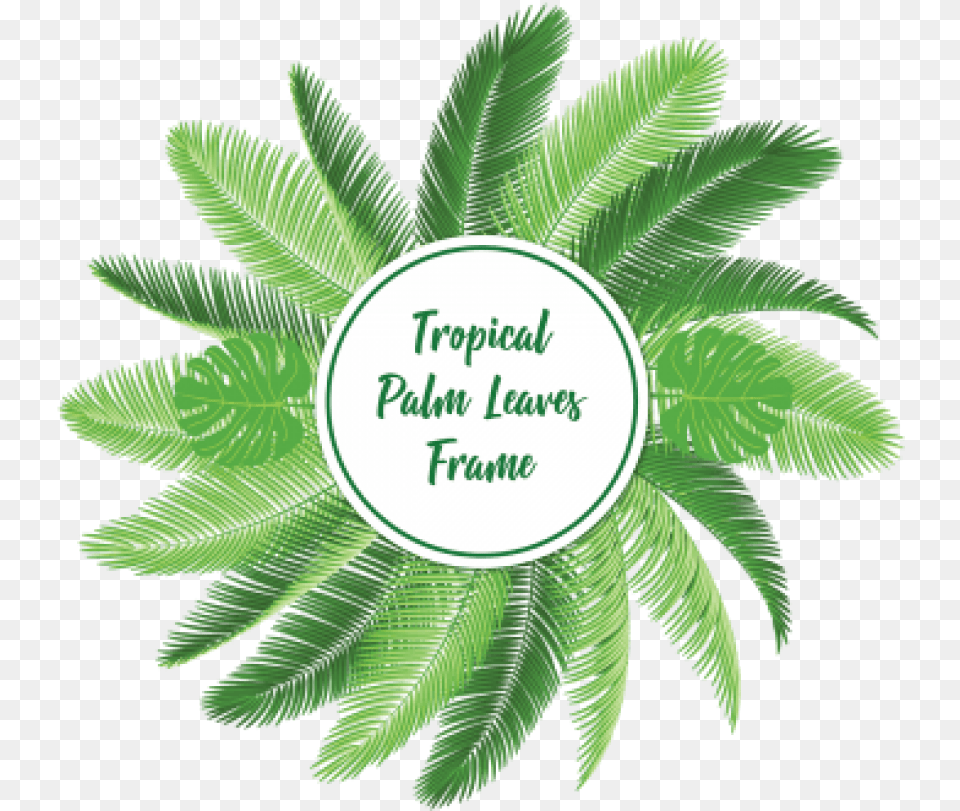 Free Palm Leaf Vector Images Background Vector Leaf Background, Herbal, Plant, Herbs, Green Png Image