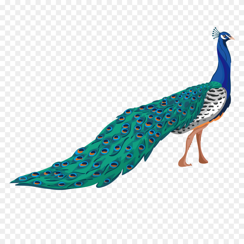 Peacock Konfest Peacock Illustration, Animal, Bird, Fish, Sea Life Free Transparent Png